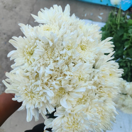 枣庄黄白菊