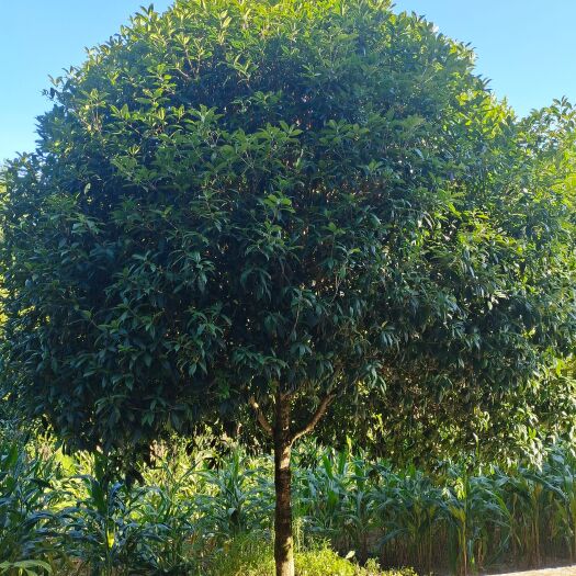 余庆县18公分桂花（苗圃直供，价格实惠）