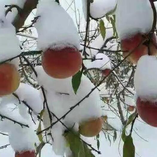 苍溪县桃树苗早晚熟冬桃苗寿桃血桃黄桃蟠桃当年结果基地直发