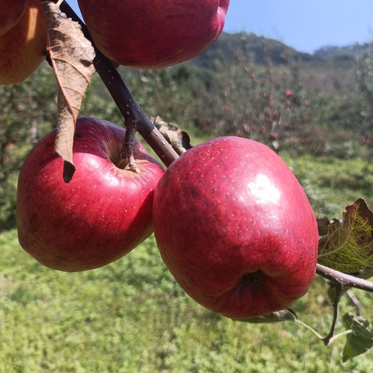 昆明昭通红露苹果
