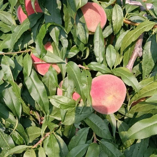 芮城县纸袋中秋王桃