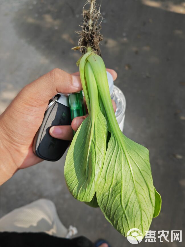 精品大棚上海青，油菜，快菜，产地供货，全国可发