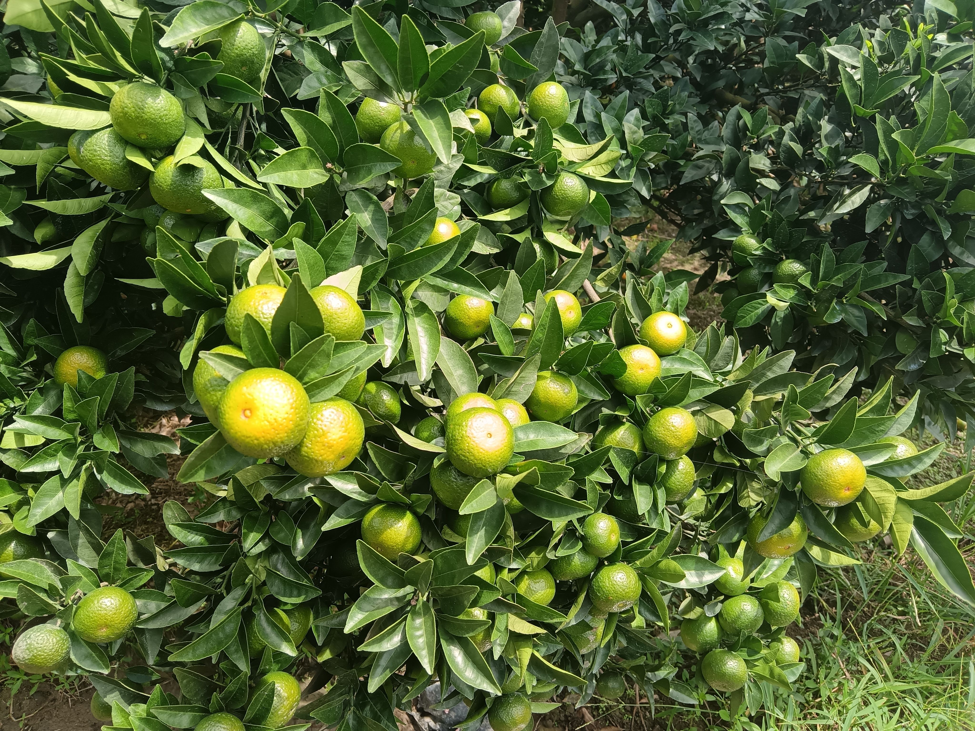 棉橘，口感很甜。