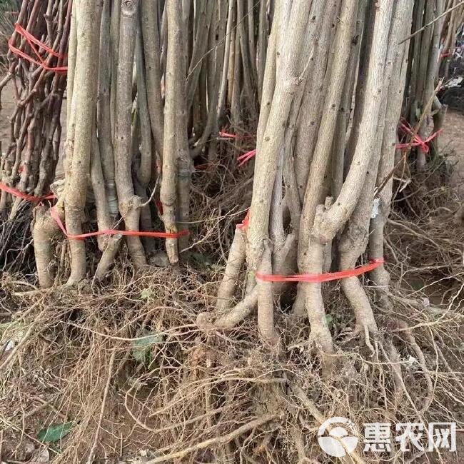 板栗苗大苗当年结果基地直发南北方种植指导技术