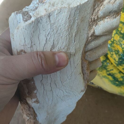 呼和浩特土龙骨