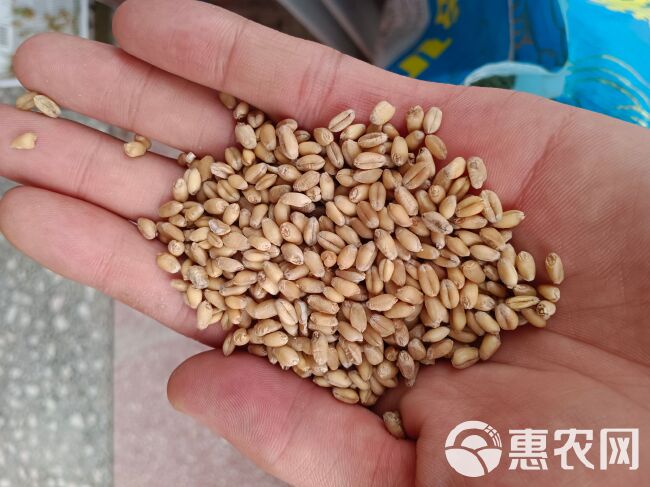 山农28小麦种子：零下20℃超抗冻抗病优质小麦种子