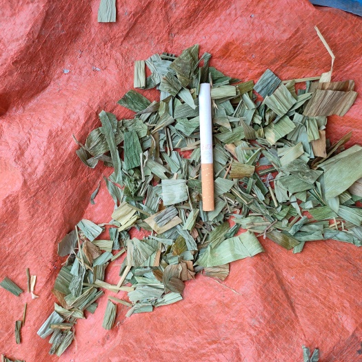 淡竹叶，个子饮片