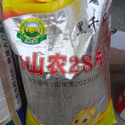 郑州山农28小麦种子：零下20℃超抗冻抗病优质小麦种子