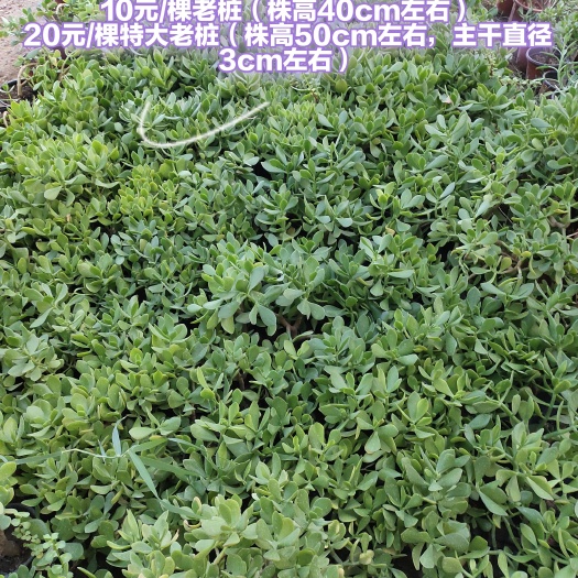 邯郸玉树种苗