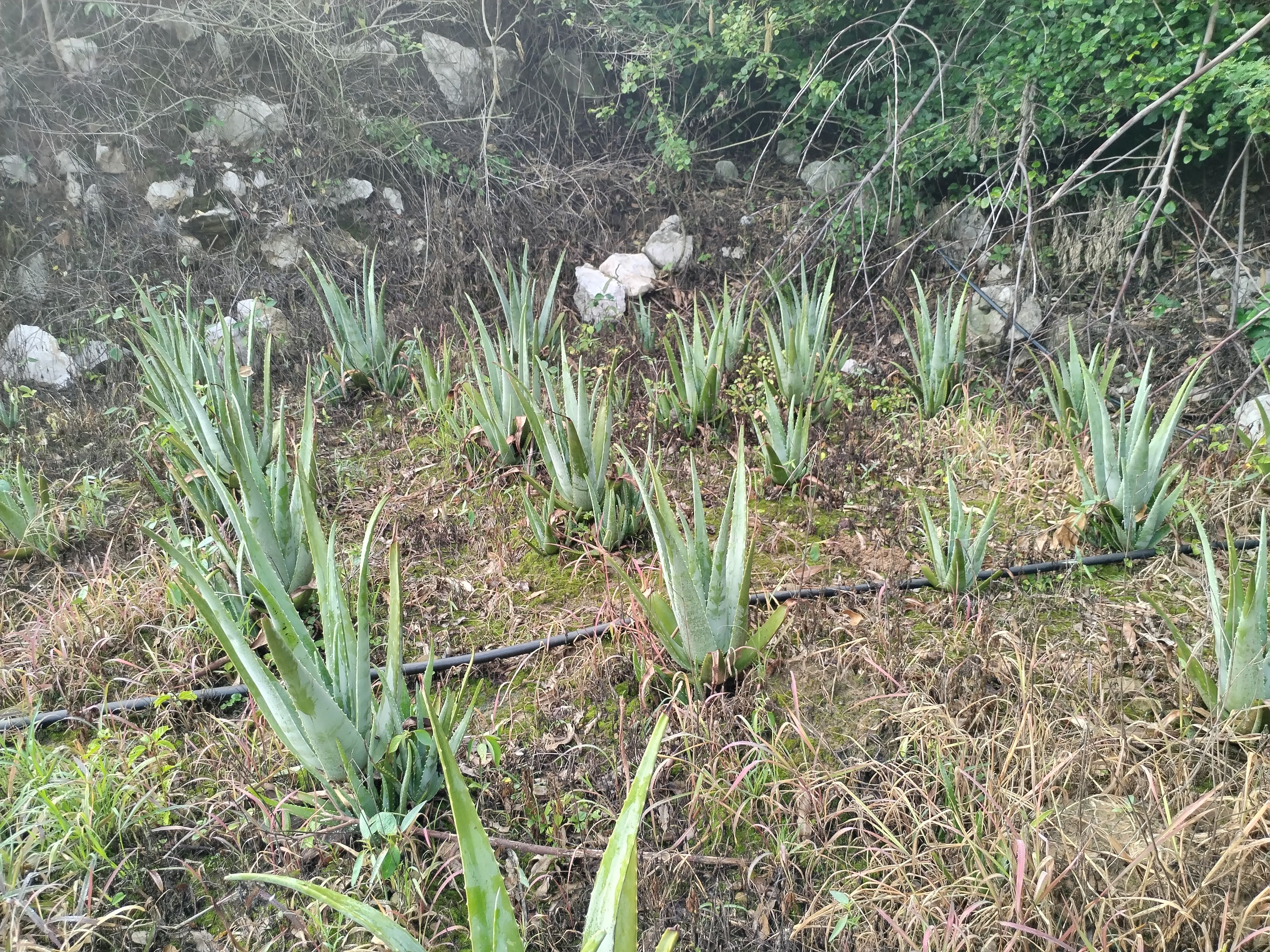 常年供应库拉索芦荟叶片，露天种植，粘稠，胶质好。