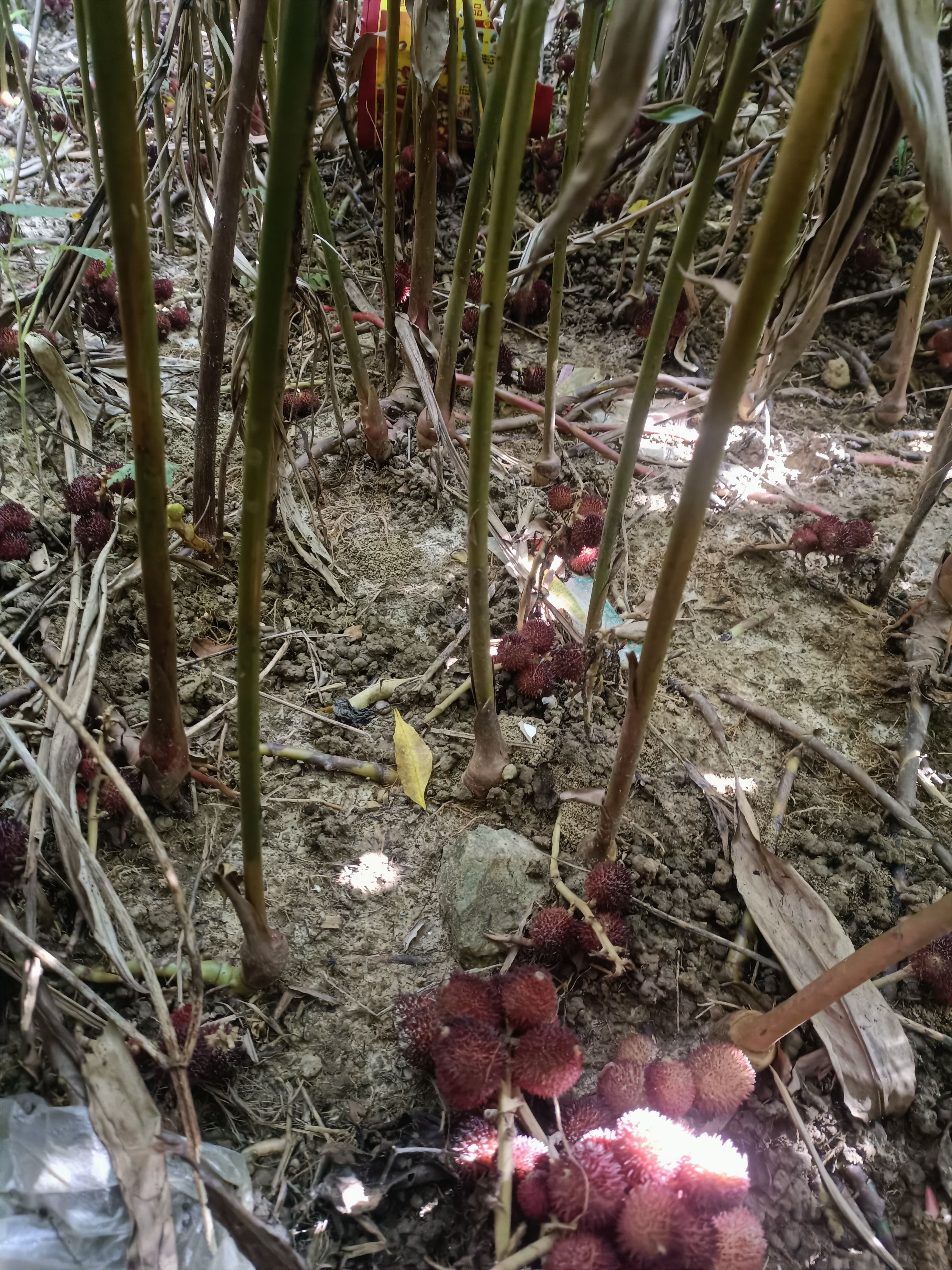 文山阳春砂仁圆果