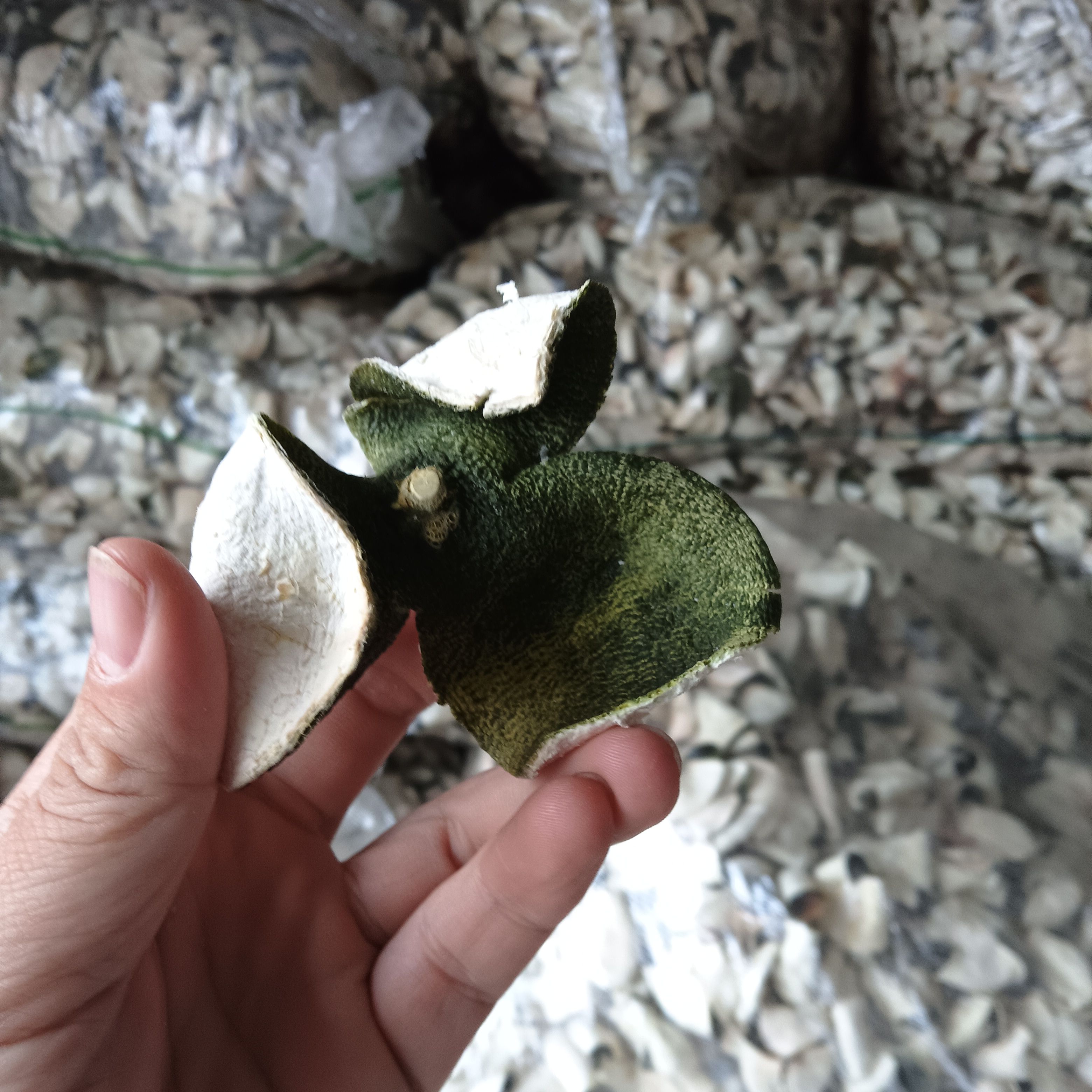 三花陈皮青皮干青柑皮生晒橘子皮茶鲜果皮