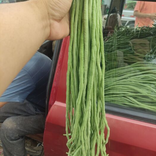 滑县豆角