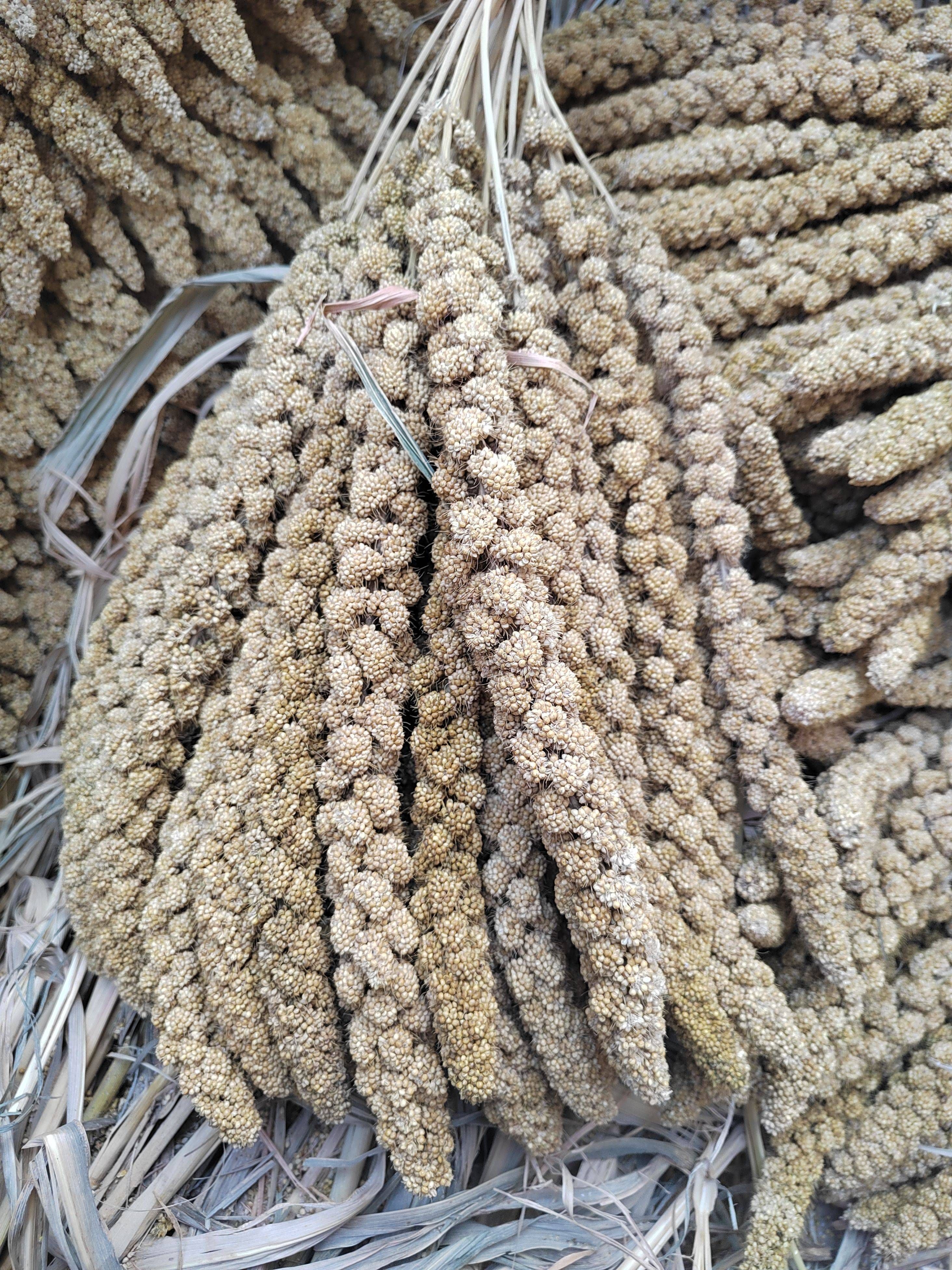 天然谷穗，宠物口粮