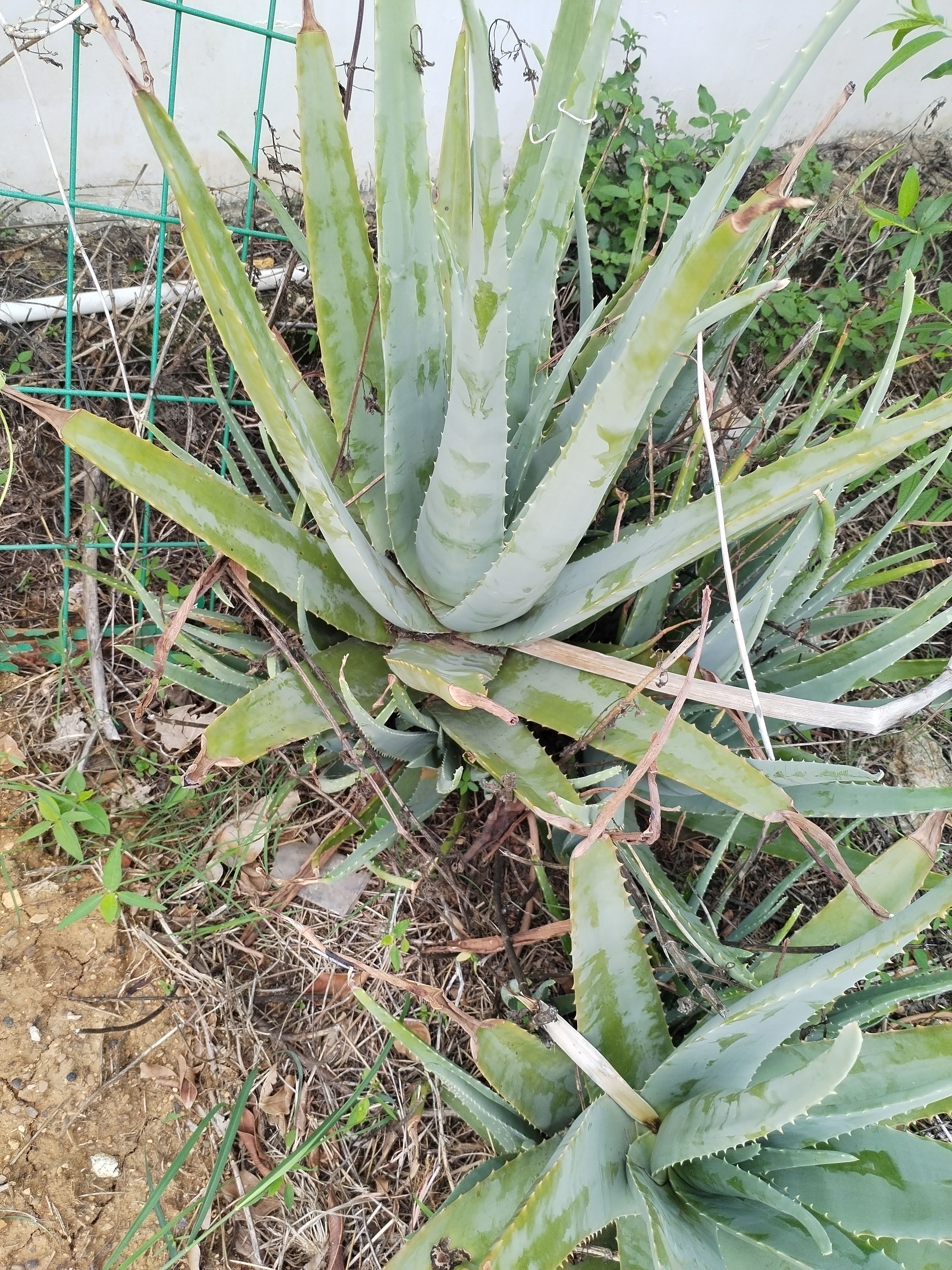 常年供应库拉索芦荟叶片，露天种植，粘稠，胶质好。