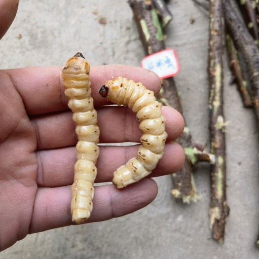 鄱阳县云实柱虫 虎刺狼虫