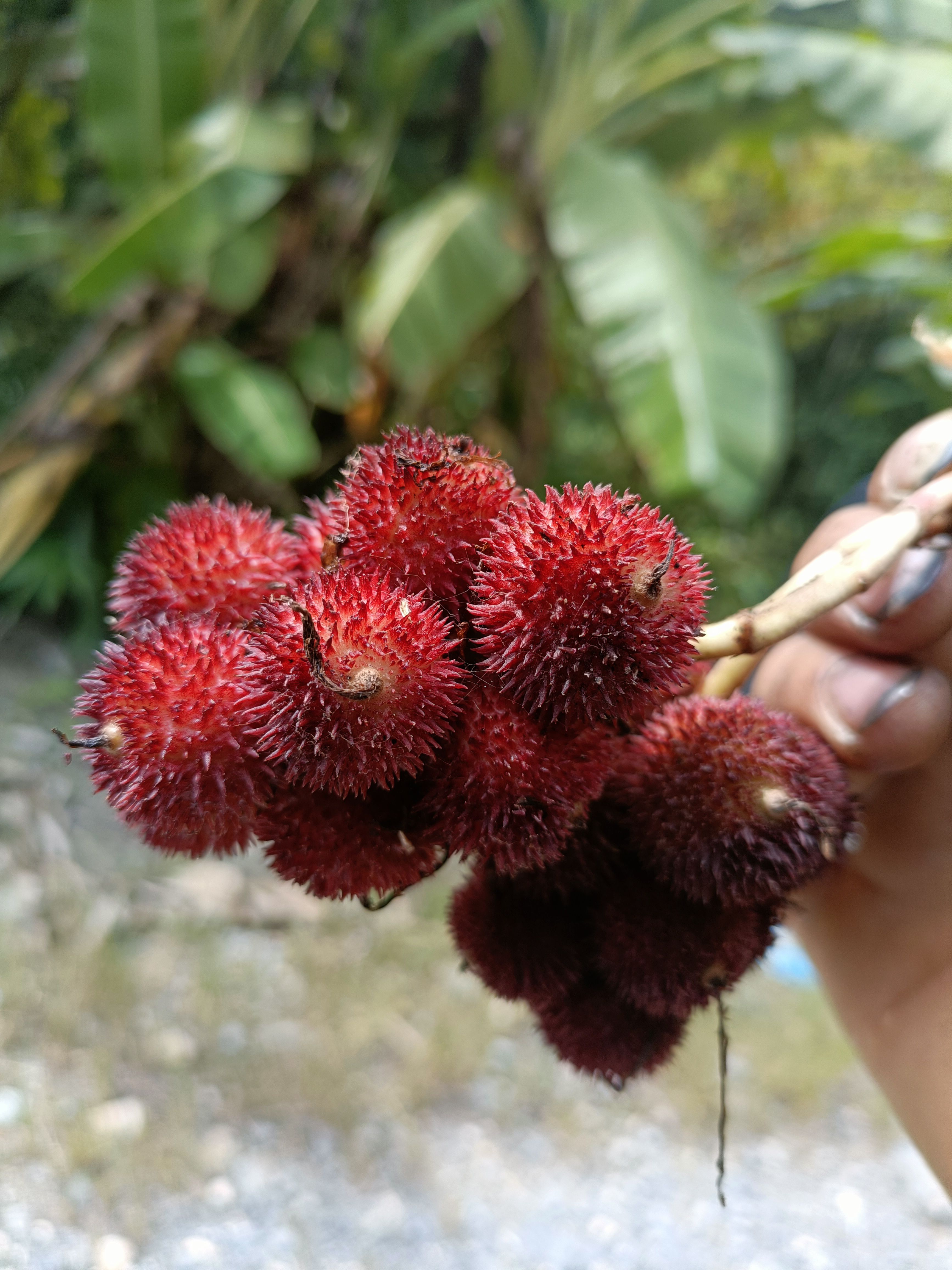 文山阳春砂仁圆果