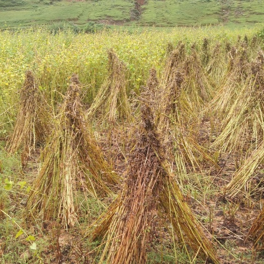 宁蒗县高原凉山地区绿色黄色苦荞麦 需要联系
