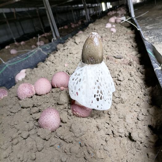 遵义红托竹荪