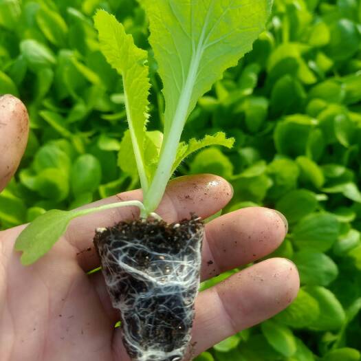 淄博大白菜苗  山东大白菜苗