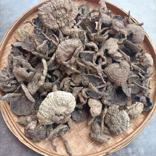 田林县香血灵芝