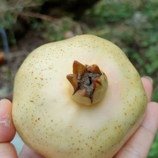 蒙自市蒙自甜石榴