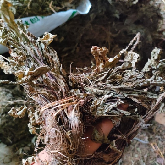 奉节车前草产地一手货源代加工，农民产地采摘非种植