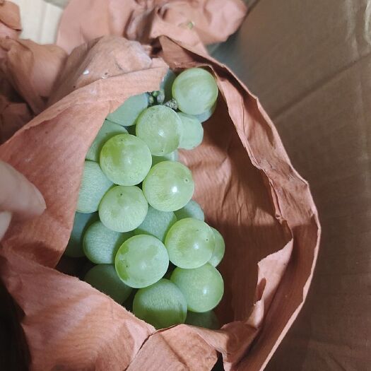 清镇市贵州省清镇市农牧场的水晶葡萄