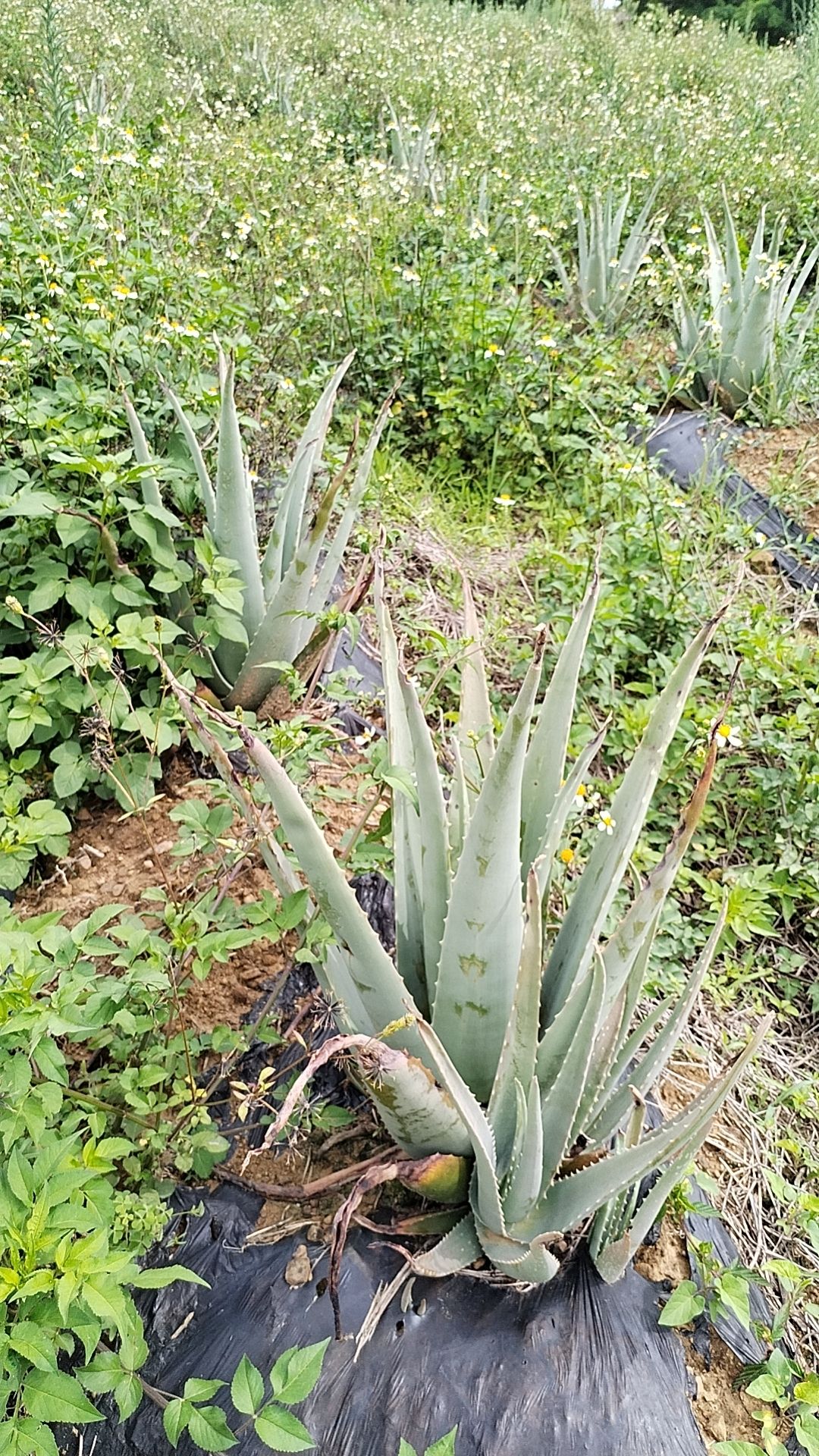 常年供应库拉索芦荟叶片，露天种植，粘稠，胶质好。