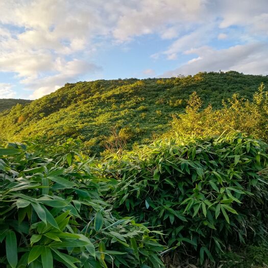 野生蜜猴桃