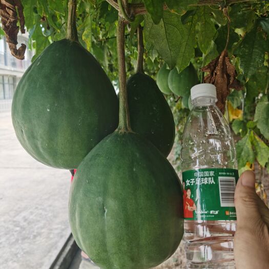 南宁农业（农资批发，农产品种植与加工，药材种植）
