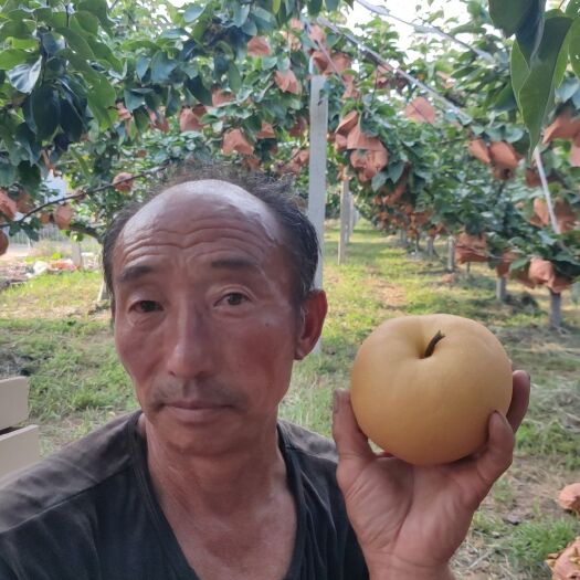 烟台汁水足，口无渣，甜度浓，个头大