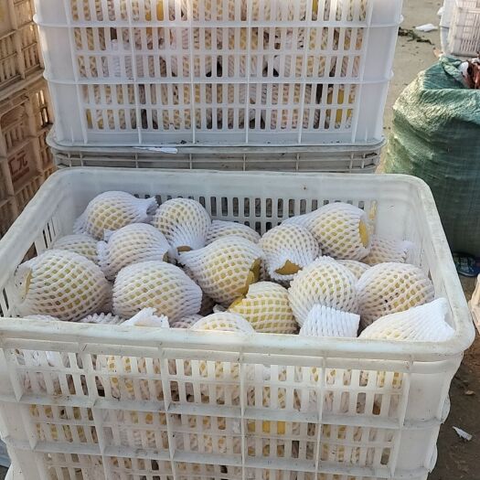 邹城市黄金蜜桃