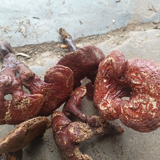 灵芝无硫一一一打粉灵芝货不多需要下单3斤起批