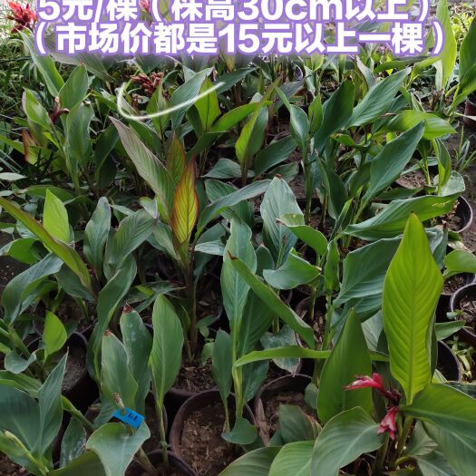 邯郸庭院美人蕉
