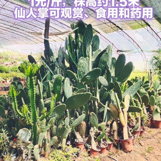 邯郸优质仙人掌