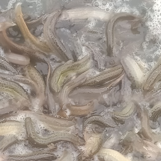 泥鳅