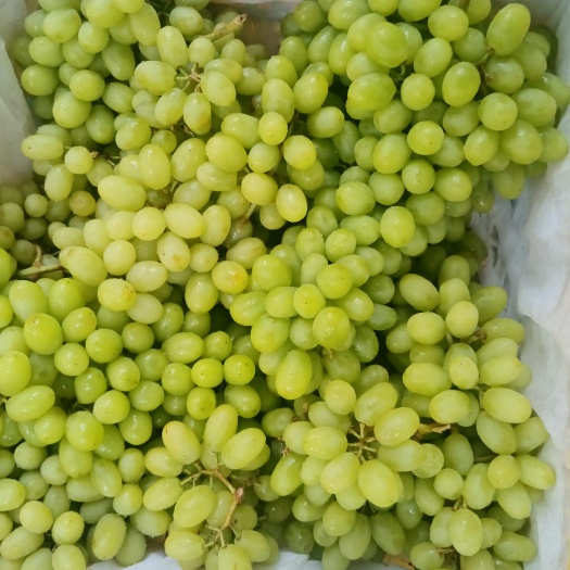 小青提