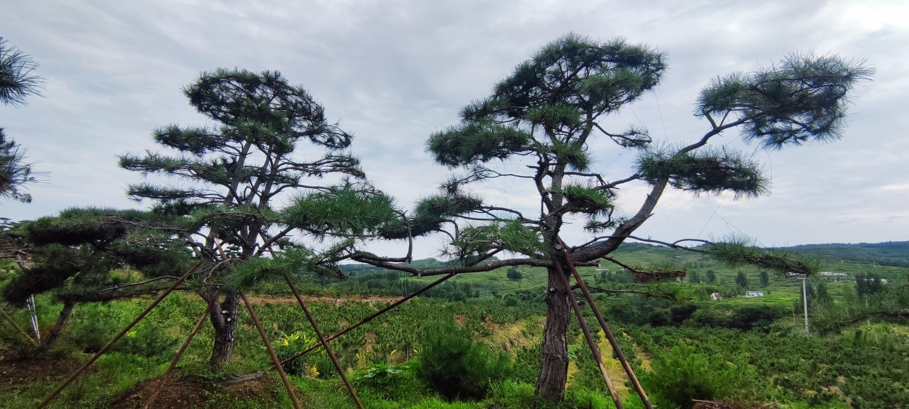 造型松树处理，各种规格，应有尽有，价格合适，可议价。