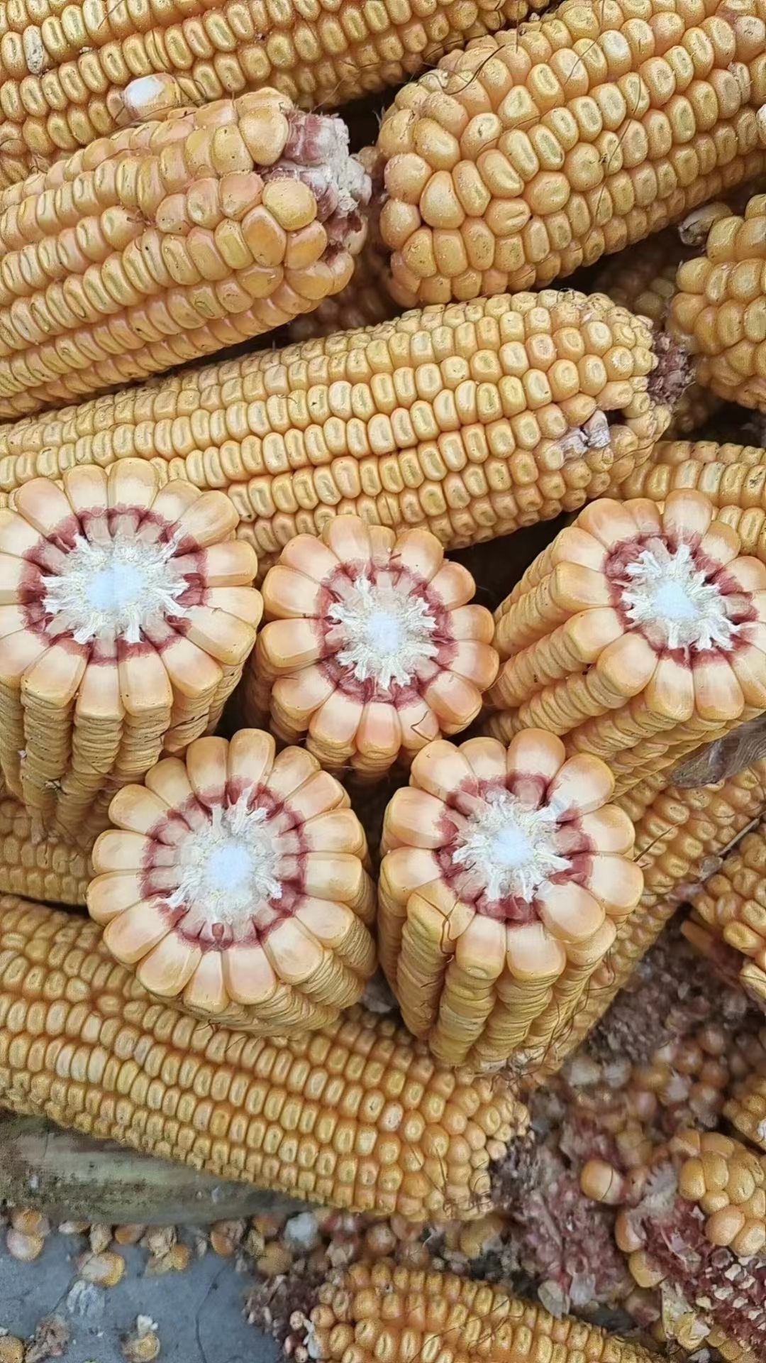 玉米棒