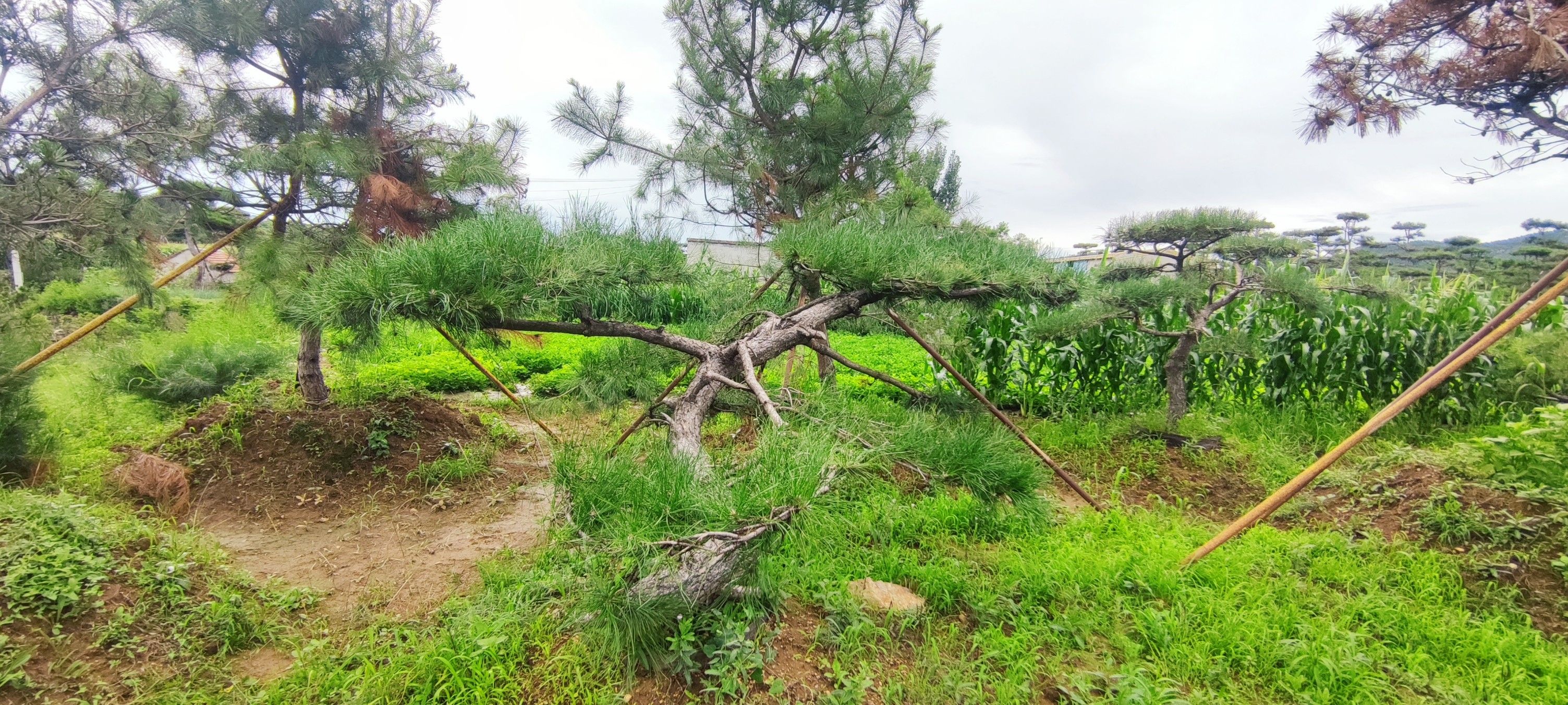 造型松树处理，各种规格，应有尽有，价格合适，可议价。