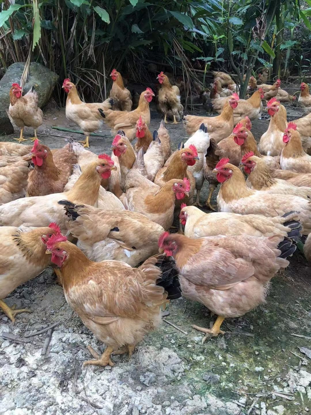 大只鸡项，5.56重，5.67重，5.78重，6斤重