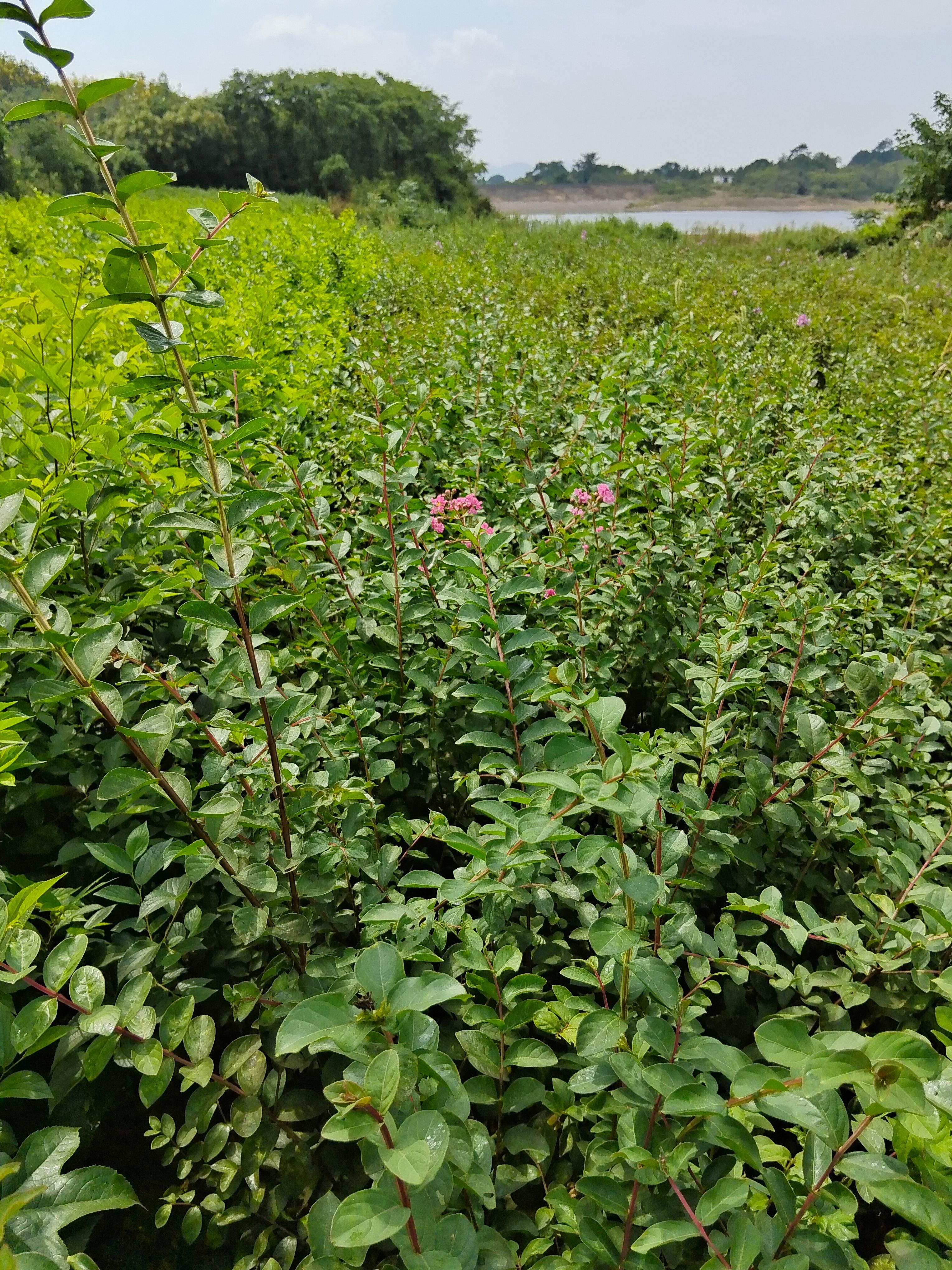 紫薇，紫薇树苗地径0.5一1.5公分有现货供应！欢迎来电咨询