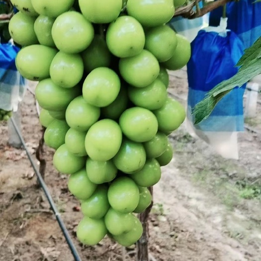新沂市阳光玫瑰