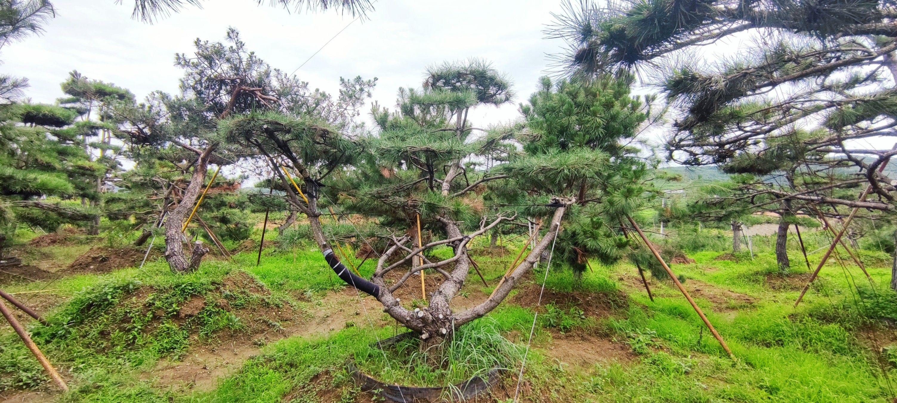 造型松树处理，各种规格，应有尽有，价格合适，可议价。