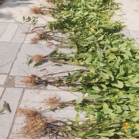 廉江市葫芦茶带根