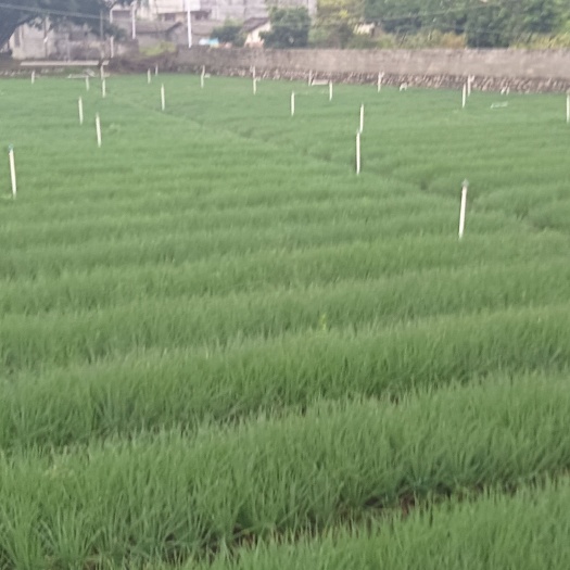 柳州一手货源常年供应