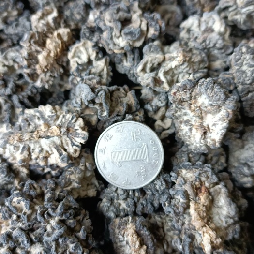 鱼台县质优猴脑菌