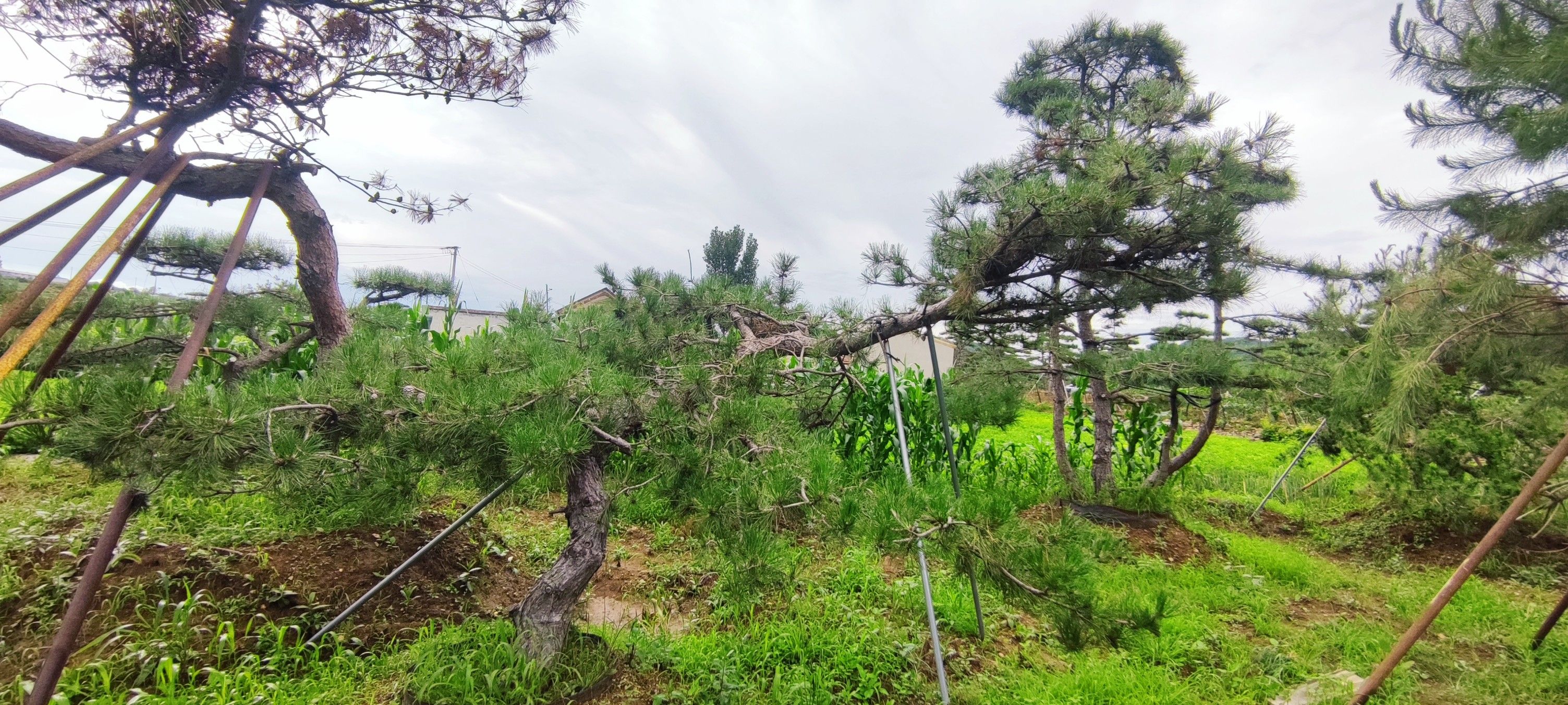 造型松树处理，各种规格，应有尽有，价格合适，可议价。
