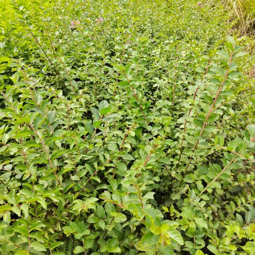 九江紫薇，紫薇树苗地径0.5一1.5有现货供应，欢迎来电咨询